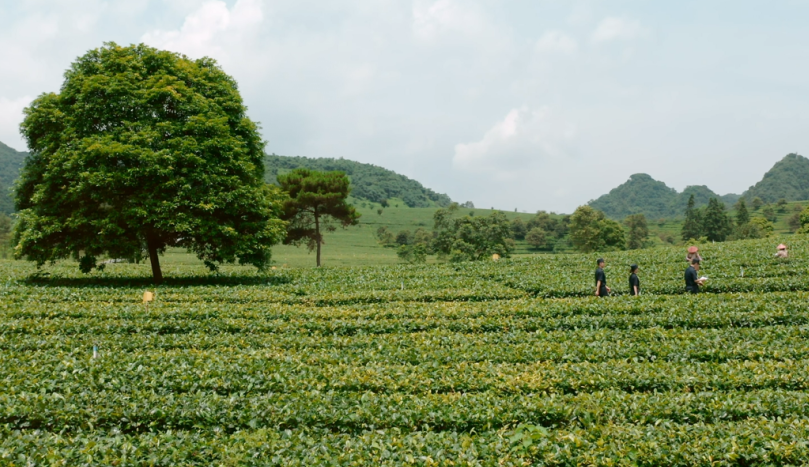 茶叶出口需要哪些条件